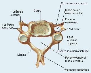 vertebra